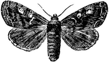 Potherb Moth, vintage illustration. vector