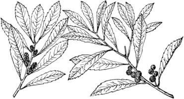 Branch of California Wax Myrtle vintage illustration. vector