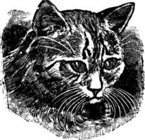 Cat Eyes, vintage illustration. vector