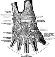 articulaciones de el mano, Clásico ilustración. vector