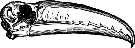 Bill of Toucan, vintage illustration. vector