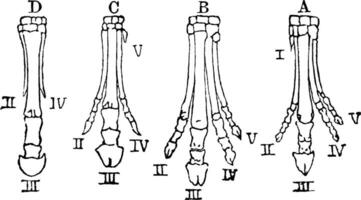 Evolution of Horse Foot, vintage illustration vector