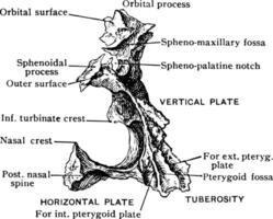 Palate Bone from Behind, vintage illustration. vector