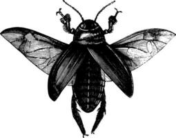 Cockroach, vintage illustration. vector