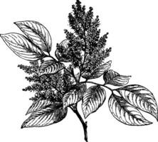 Copaifera vintage illustration. vector