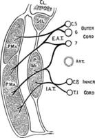 nervios de el pectoral músculos, Clásico ilustración. vector