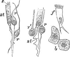 Cells from the Olfactory Region of a Rabbit, vintage illustration vector