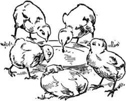 Five Chicks, vintage illustration vector