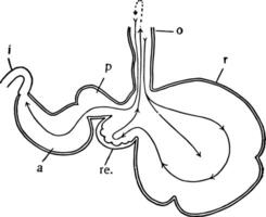 Ruminant Stomach, vintage illustration vector