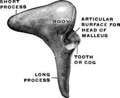 Lateral View of the Incus, vintage illustration. vector