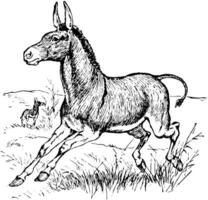 salvaje burro, Clásico ilustración. vector