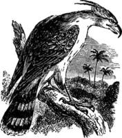Hawk eagle, vintage illustration. vector