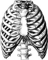 Front View of Thorax, vintage illustration. vector