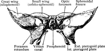 Sphenoid Bone at Birth from Before, vintage illustration. vector
