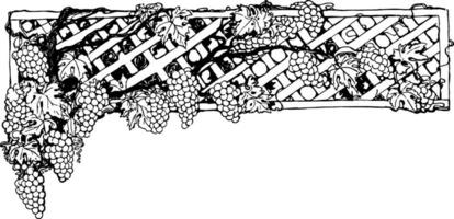 Grapevine have so many grapes bunches in this pattern, vintage engraving. vector