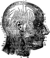 Nerves of the Face and Scalp, vintage illustration. vector