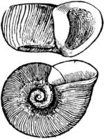 Planorbis Trivolvis, vintage illustration. vector