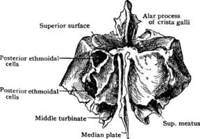 etmoides hueso desde detrás, Clásico ilustración. vector