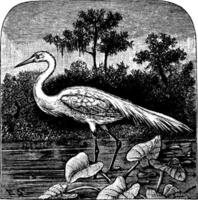 Great Egret, vintage illustration. vector