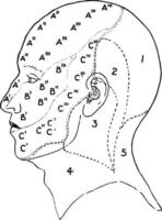 nervio areas de el cara y cuero cabelludo, Clásico ilustración. vector