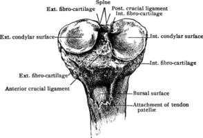 Upper End of the Tibia, vintage illustration. vector