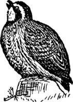 Northern Bobwhite, vintage illustration. vector