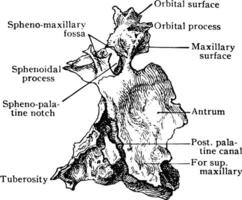 Outer Aspect of Palate Bone, vintage illustration. vector