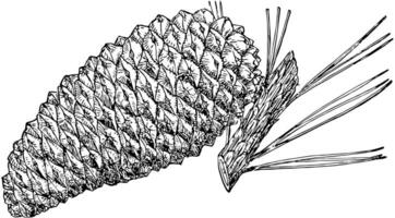 Pine Cone of Knobcone Pine vintage illustration. vector