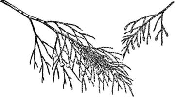 Branch of Juniperus Barbadensis vintage illustration. vector