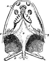 ceratodus, ilustración vintage. vector