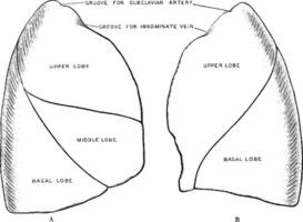 Costal Surfaces of the Lungs, vintage illustration. vector