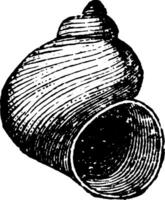 Cyclonema Mollusk, vintage illustration. vector