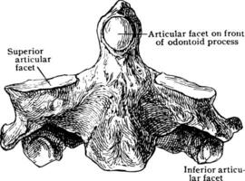 Front View of Axis, vintage illustration. vector