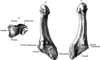 Fifth Metatarsal, vintage illustration. vector