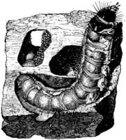 Larva of Goat Moth, vintage illustration. vector