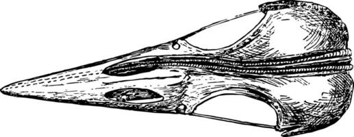 Top View of a Woodpecker Skull vintage illustration. vector