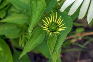 Echinacea purpurea. A classic North American prairie plant with showy large flowers. photo
