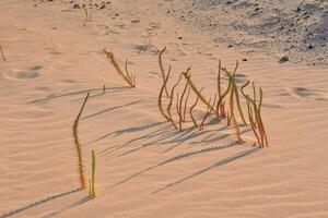 Sand beach close-up photo