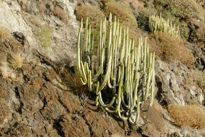 Scenic desert landscape photo