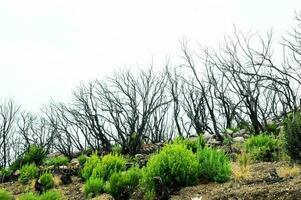 Scenic desert landscape photo