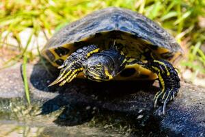 Wild turtle close-up photo