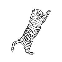 Tiger illustration created by hand on Procreate. A line drawing of a tiger on its hind legs in an aggressive pose. vector