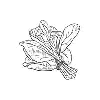 A bundle of spinach tied with string, hand drawn quick doodle sketch vector. Created on procreate, this is a perfect addition to a menu card or even printable wall art. vector