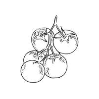 An individual vector element of a tomato vine. Hand drawn in black and white and shaded with lines.