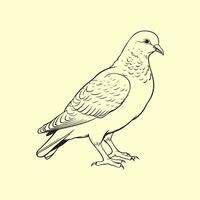 Turtle Dove vectors