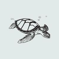 Turtle Vector Images