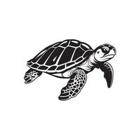 Turtle Vector Images