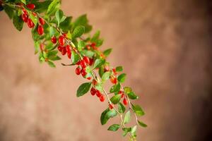 Branch with ripe red goji berry on brown background photo