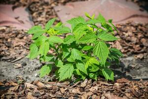 Young raspberry leaves in the garden. High quality photo