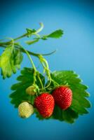 Ripe juicy red strawberry on blue background photo